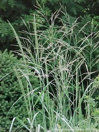 Image: switchgrass